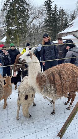 Na ekofarmě Kozodoj bylo živo