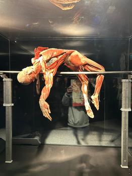 Žáci oboru Sociální činnost a Pedagogické lyceum na výstavě Body Worlds